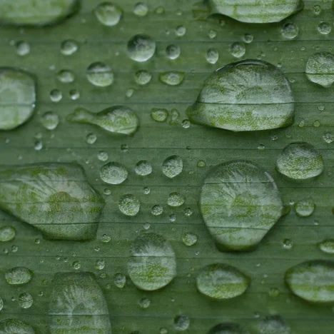Sztuczne drzewa do gabinetów: zamówienia na miarę eleganckiego biura